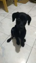 Bebezinho preto