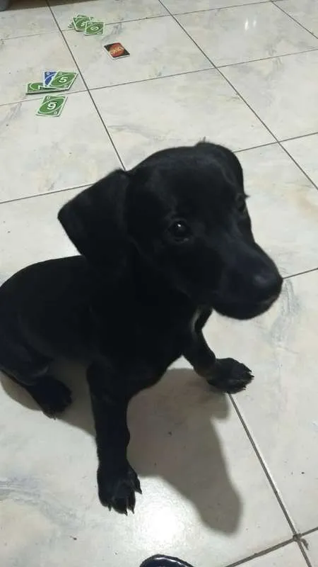 Cachorro ra a srd idade  nome Bebezinho preto