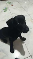 Bebezinho preto