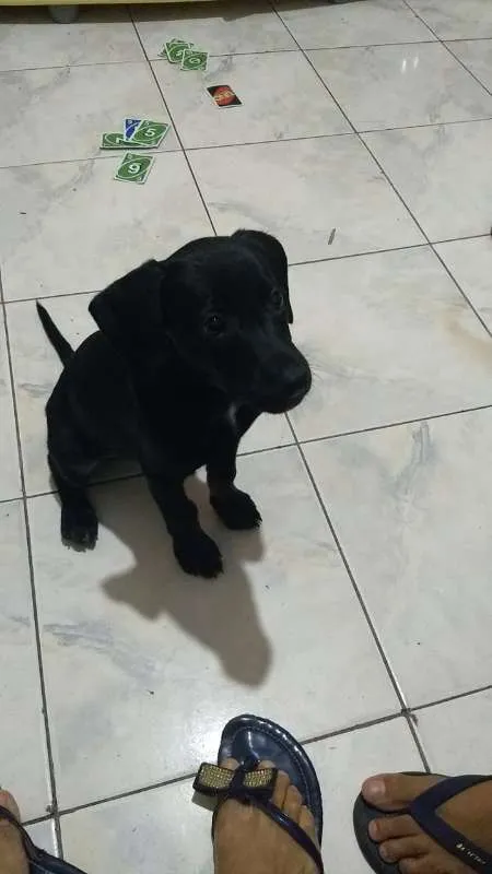 Cachorro ra a srd idade  nome Bebezinho preto