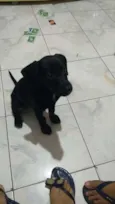 Bebezinho preto
