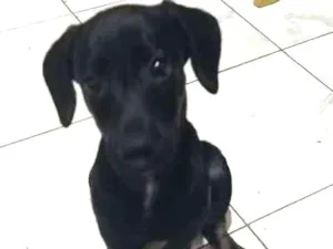 Cachorro raça srd idade  nome Bebezinho preto