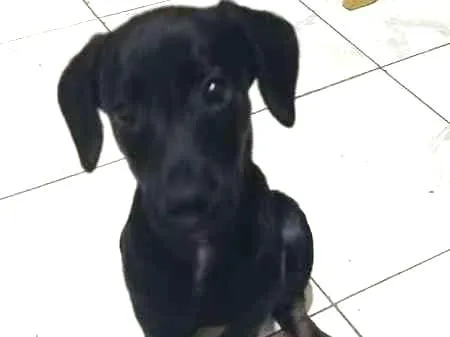 Cachorro ra a srd idade  nome Bebezinho preto