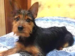 Cachorro raça Yorkshire  idade 2 anos nome Shelby