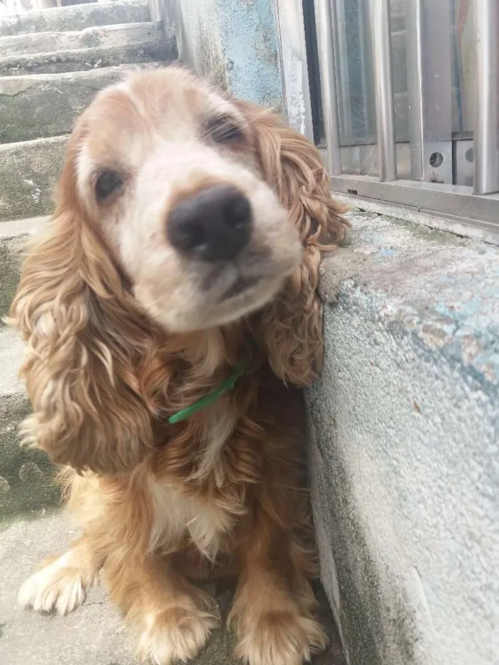 Cachorro ra a Coocke idade 6 ou mais anos nome Alvin