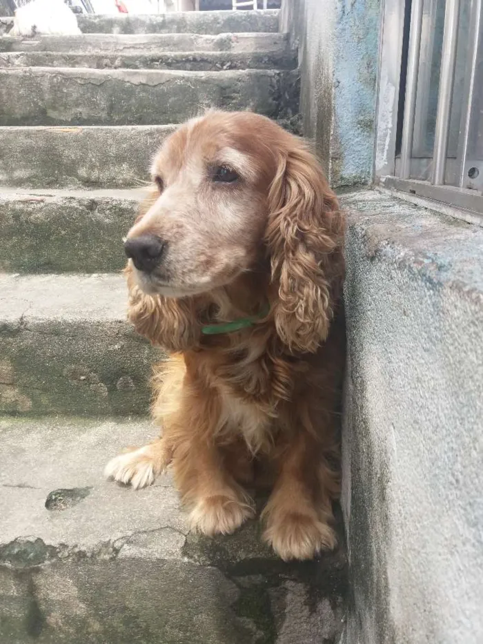 Cachorro ra a Coocke idade 6 ou mais anos nome Alvin