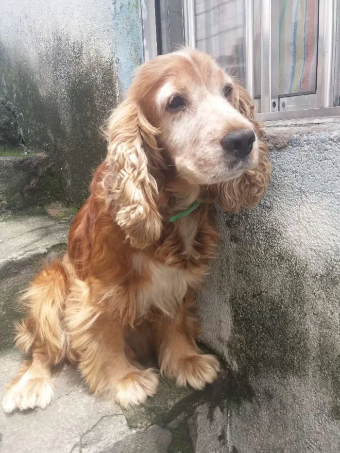 Cachorro ra a Coocke idade 6 ou mais anos nome Alvin