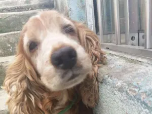 Cachorro raça Coocke idade 6 ou mais anos nome Alvin