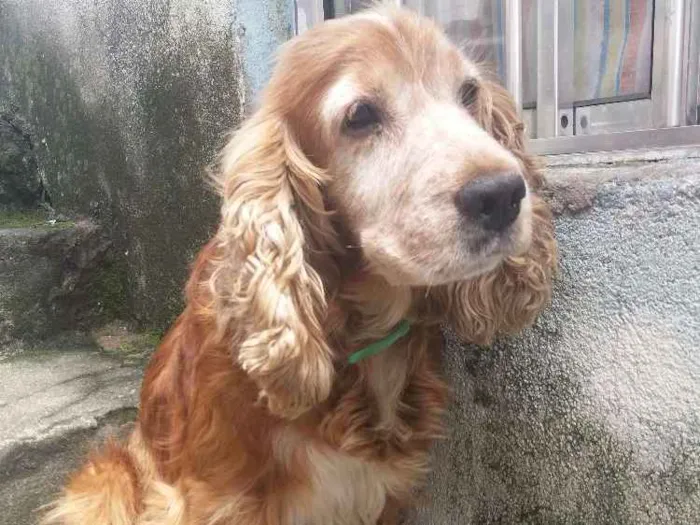 Cachorro ra a Coocke idade 6 ou mais anos nome Alvin