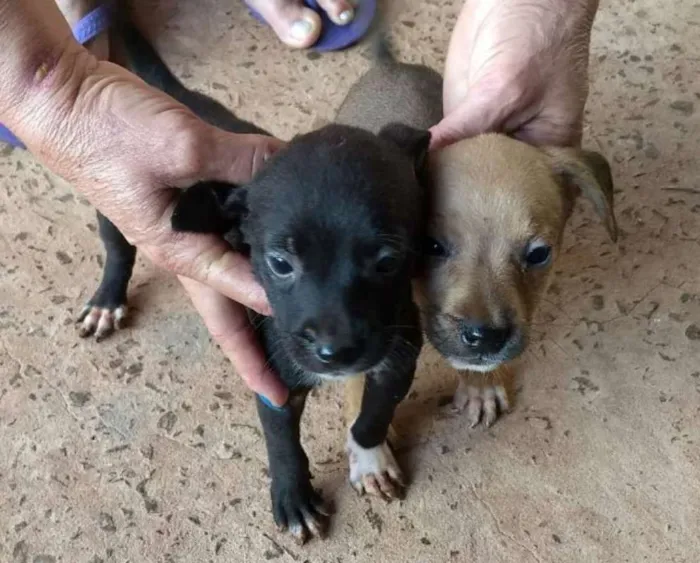 Cachorro ra a SRD idade Abaixo de 2 meses nome Novinhos