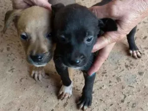 Cachorro raça SRD idade Abaixo de 2 meses nome Novinhos