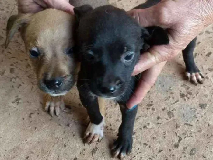 Cachorro ra a SRD idade Abaixo de 2 meses nome Novinhos