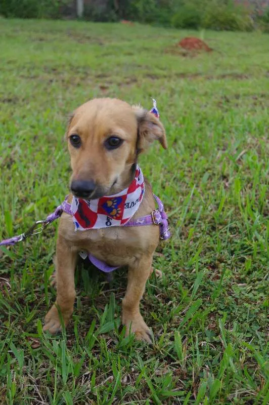 Cachorro ra a SRD idade 2 a 6 meses nome Mimoso