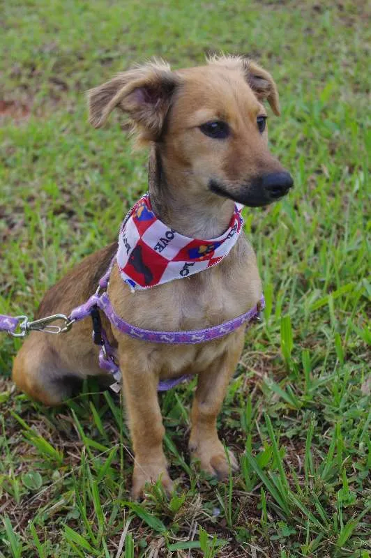 Cachorro ra a SRD idade 2 a 6 meses nome Mimoso