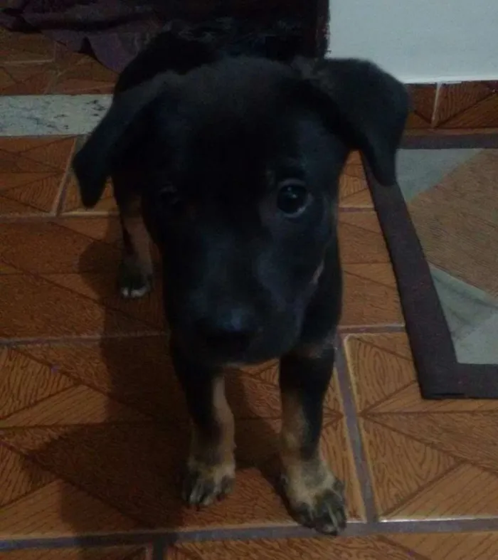 Cachorro raça Vira Lata idade 2 a 6 meses nome Fred