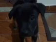 Fred