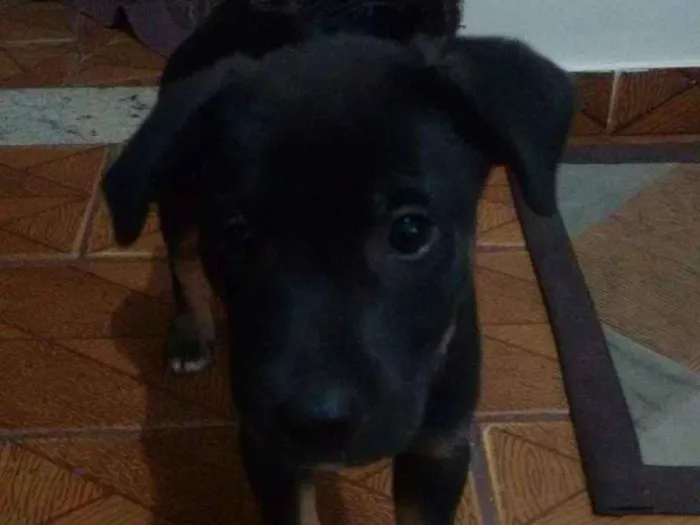 Cachorro raça Vira Lata idade 2 a 6 meses nome Fred