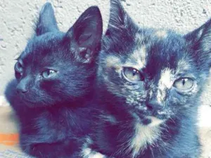 Gato raça Vira-lata idade 2 a 6 meses nome Não tem 