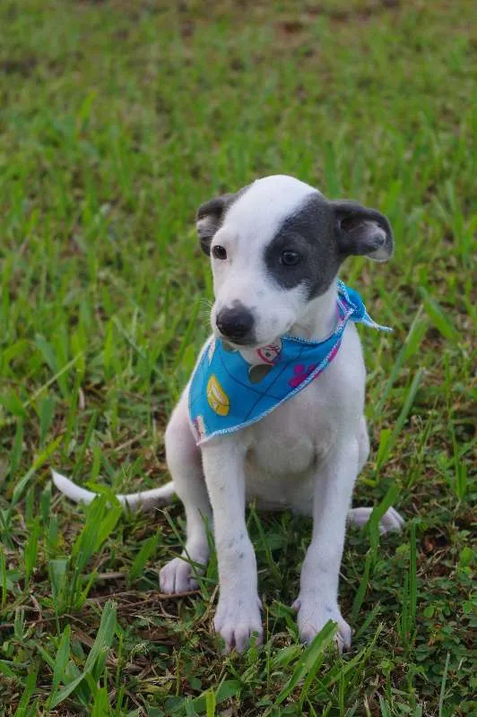Cachorro ra a SRD idade 2 a 6 meses nome Filhotes