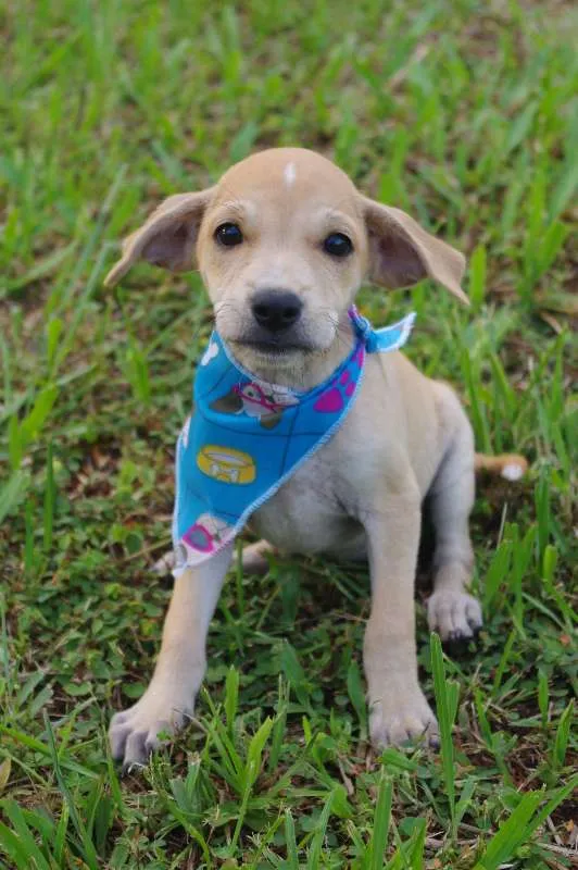 Cachorro ra a SRD idade 2 a 6 meses nome Filhotes