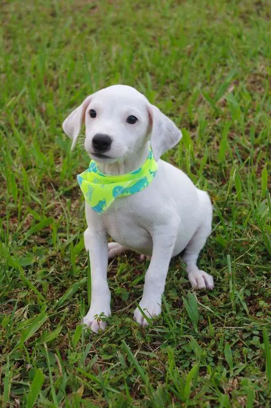 Cachorro ra a SRD idade 2 a 6 meses nome Filhotes