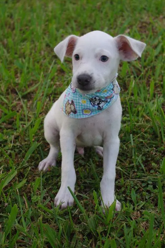 Cachorro ra a SRD idade 2 a 6 meses nome Filhotes