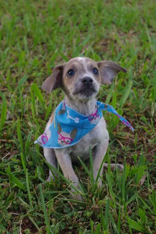 Cachorro ra a SRD idade 2 a 6 meses nome Filhotes