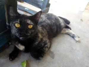 Gato raça vira lata idade 4 anos nome Sem nome