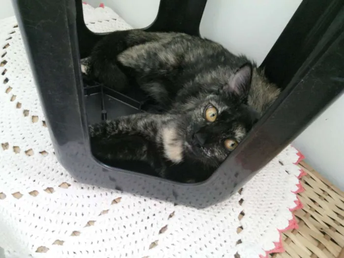 Gato ra a vira lata idade 4 anos nome Sem nome