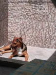 Estrela