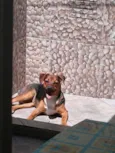 Estrela