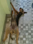 Estrela