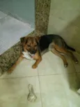 Estrela