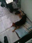 Estrela