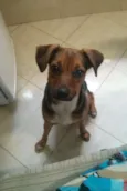 Estrela