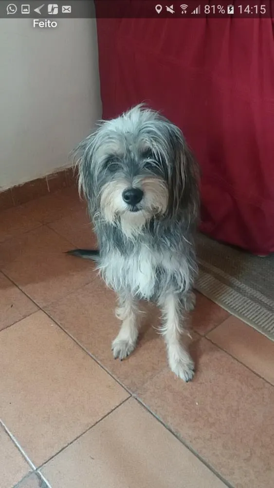 Cachorro raça York share misturado vira-lata idade 2 anos nome Bily