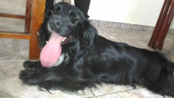 Cachorro ra a SRD  idade 1 ano nome Rabitto 