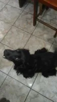 Rabitto 
