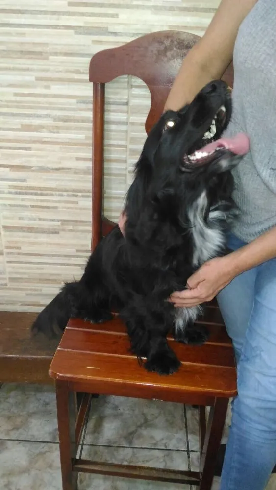 Cachorro ra a SRD  idade 1 ano nome Rabitto 