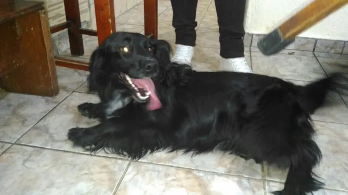Cachorro ra a SRD  idade 1 ano nome Rabitto 