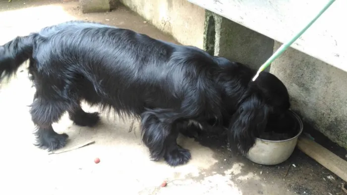 Cachorro ra a SRD  idade 1 ano nome Rabitto 