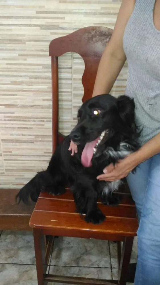 Cachorro ra a SRD  idade 1 ano nome Rabitto 