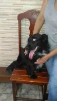 Rabitto