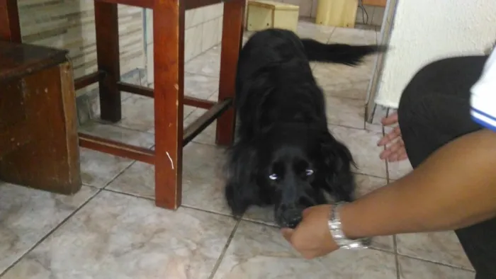 Cachorro ra a SRD  idade 1 ano nome Rabitto 