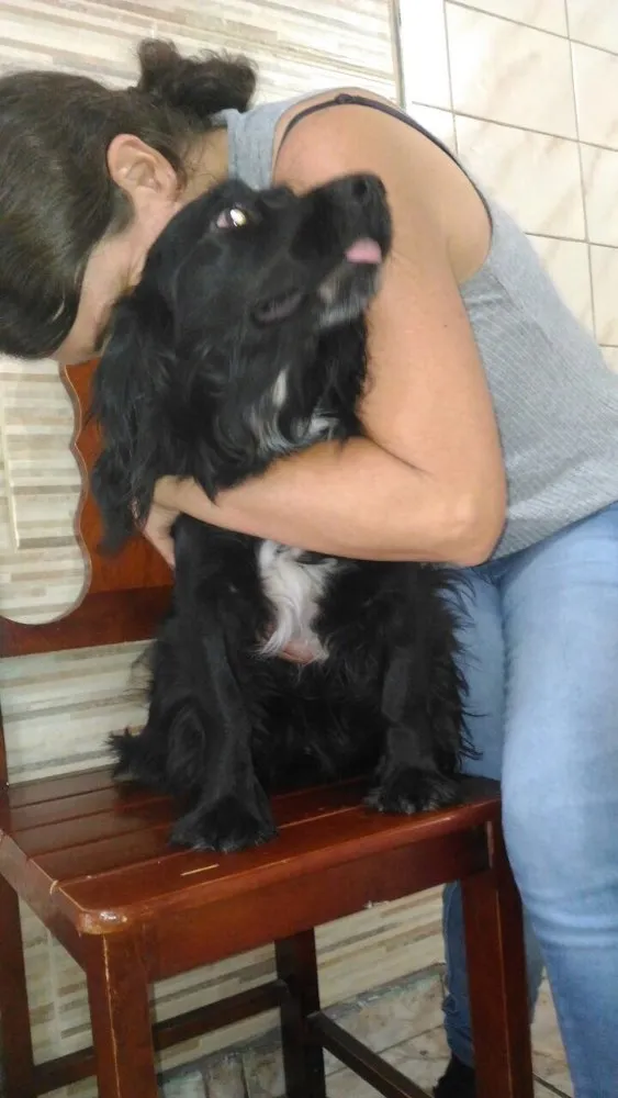 Cachorro ra a SRD  idade 1 ano nome Rabitto 