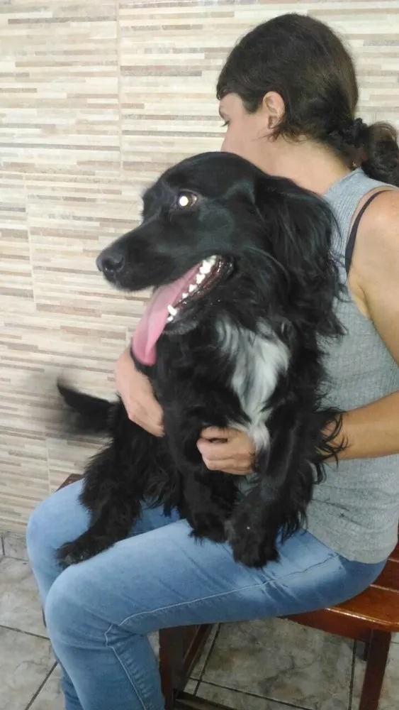 Cachorro ra a SRD  idade 1 ano nome Rabitto 