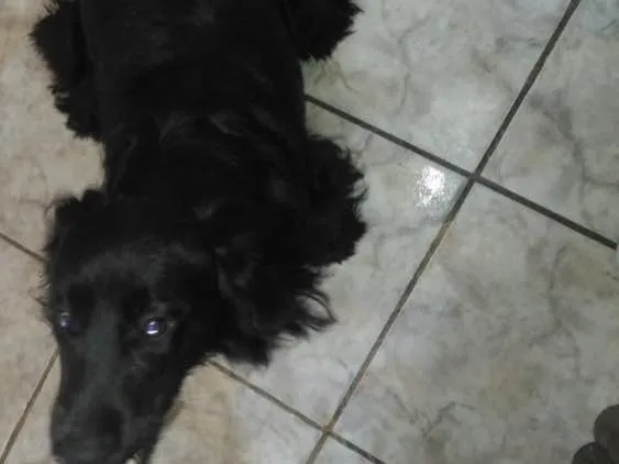 Cachorro ra a SRD  idade 1 ano nome Rabitto 