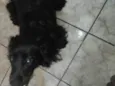 Rabitto