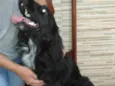 Rabitto