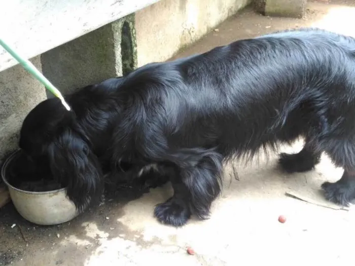 Cachorro ra a SRD  idade 1 ano nome Rabitto 